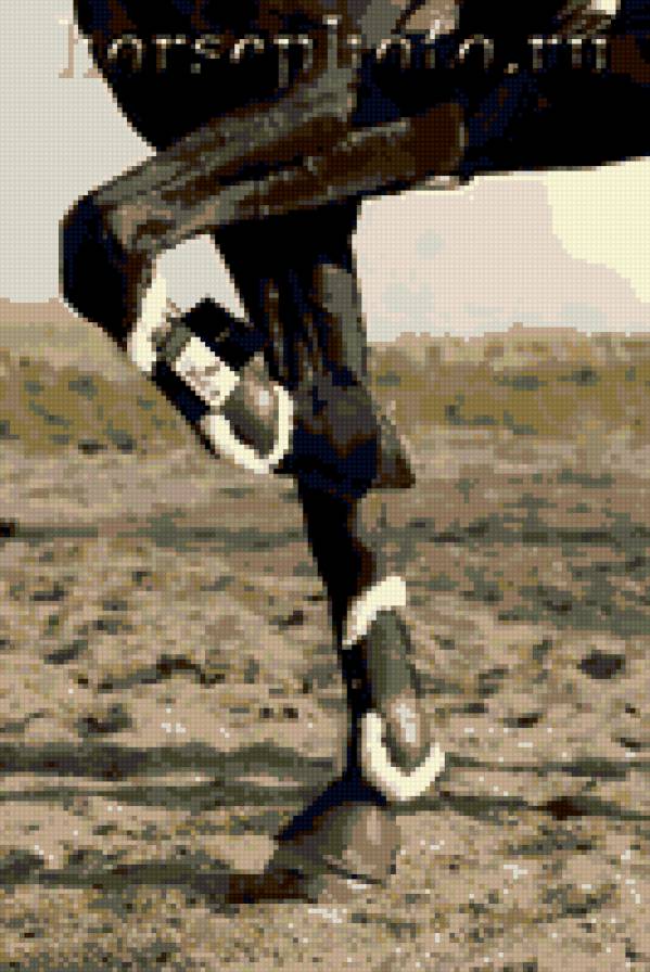 конь - лошадь, конь, конный спорт, животные, кобыла - предпросмотр