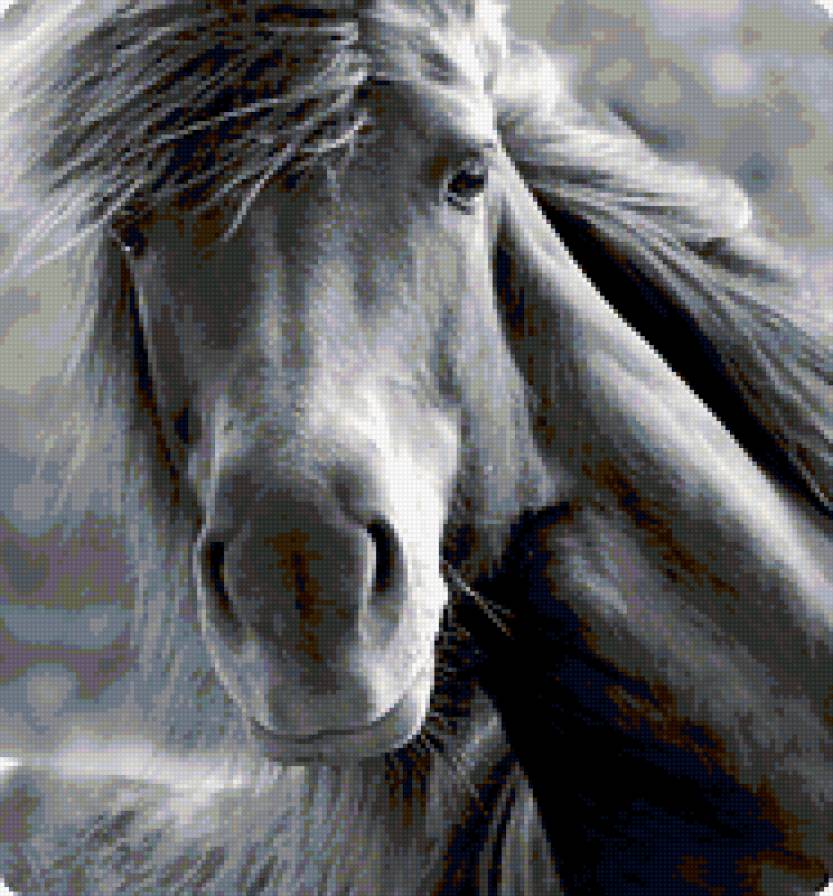 лошадь - лошадь, конный спорт, кобыла, конь, животные - предпросмотр