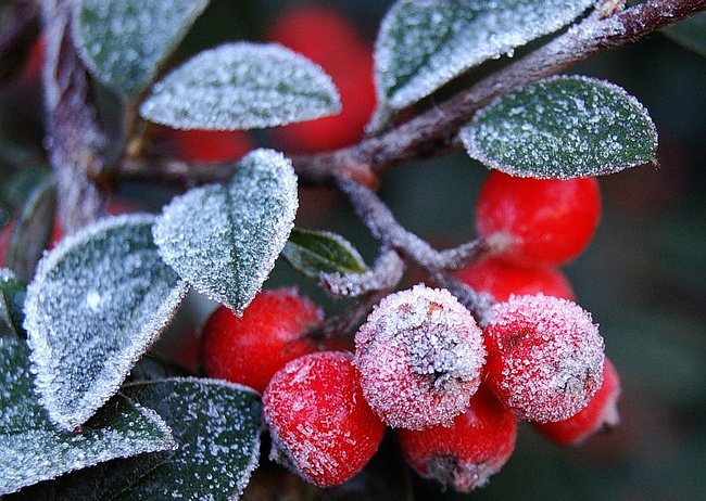 ягодки - картина - оригинал