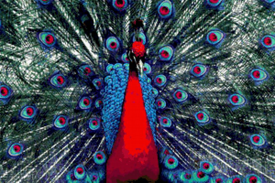 Павлин - птицы - предпросмотр