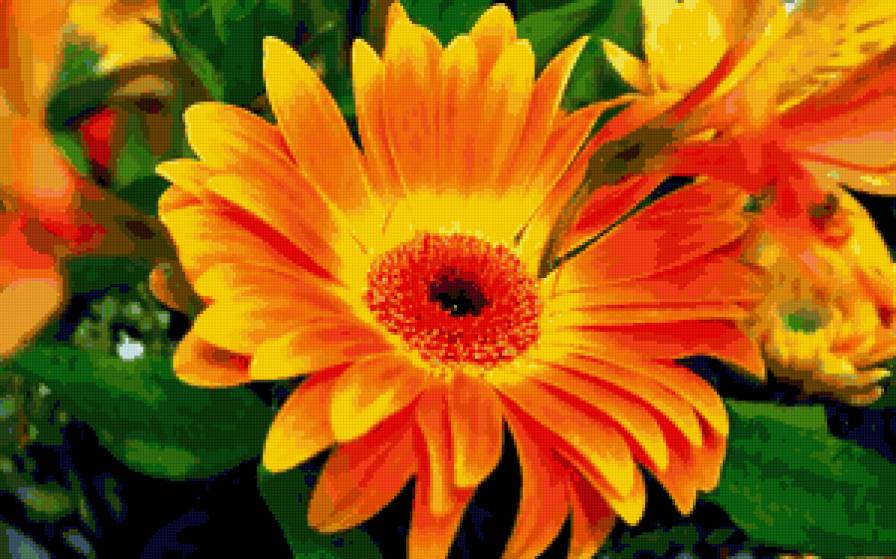 Гербера - цветы - предпросмотр