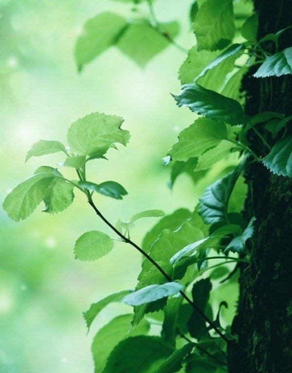 листва - дерево, листва - оригинал