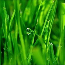 Схема вышивки «Роса»