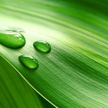 Схема вышивки «Роса»