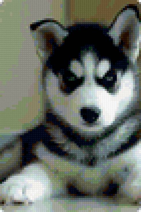 Хаски - хаски, собака - предпросмотр