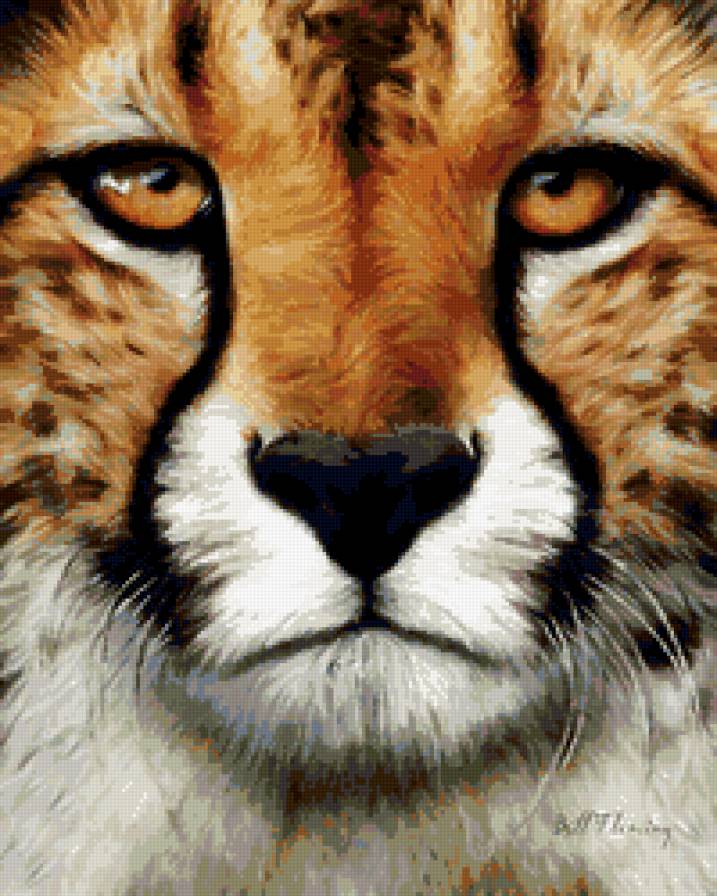 гепард - животные, гепард - предпросмотр