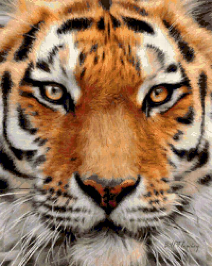 тигр - тигр, животные - предпросмотр