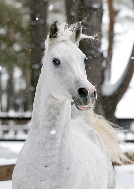 №322651 - лошади - оригинал