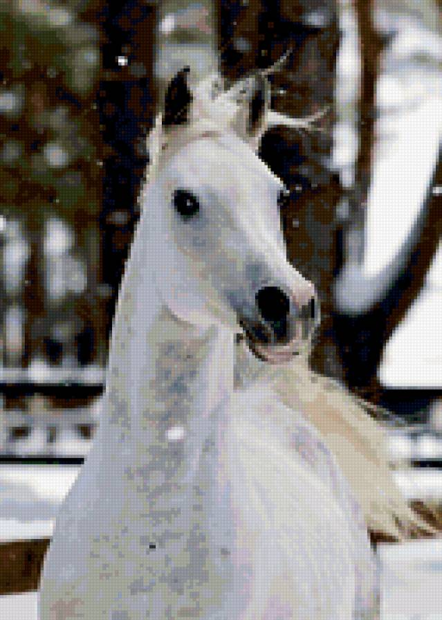 №322651 - лошади - предпросмотр