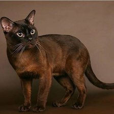 Схема вышивки «№322653»