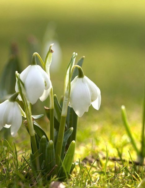 №322657 - цветы - оригинал