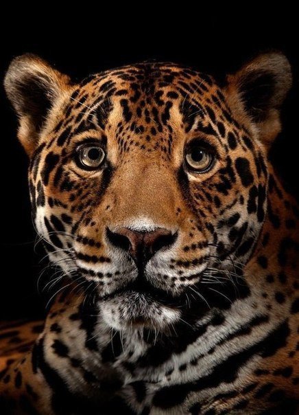 №322661 - животные - оригинал