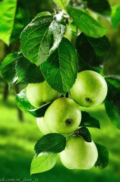 Сочные яблочки - природа, яблоки - оригинал