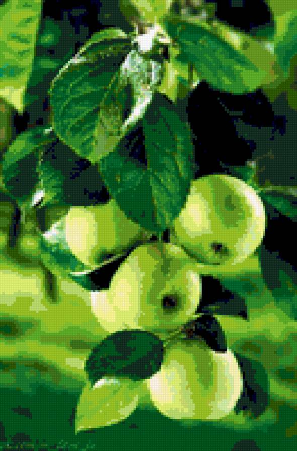 Сочные яблочки - природа, яблоки - предпросмотр