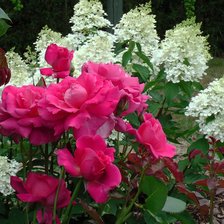 Схема вышивки «№322804»