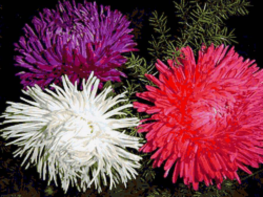 астры - цветы, астры - предпросмотр