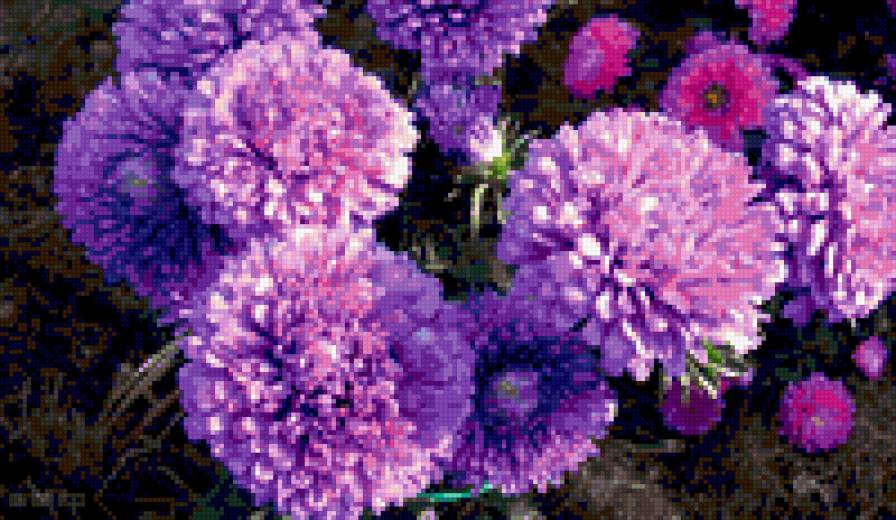 астры - цветы, астры - предпросмотр