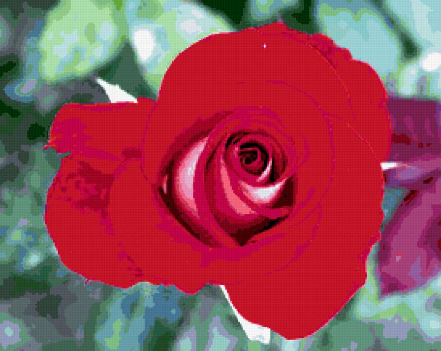 роза - розы, роза, цветы, цветок - предпросмотр