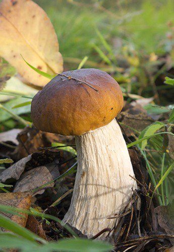 №322992 - грибы, природа - оригинал