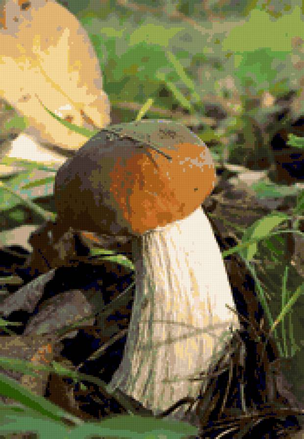 №322992 - грибы, природа - предпросмотр