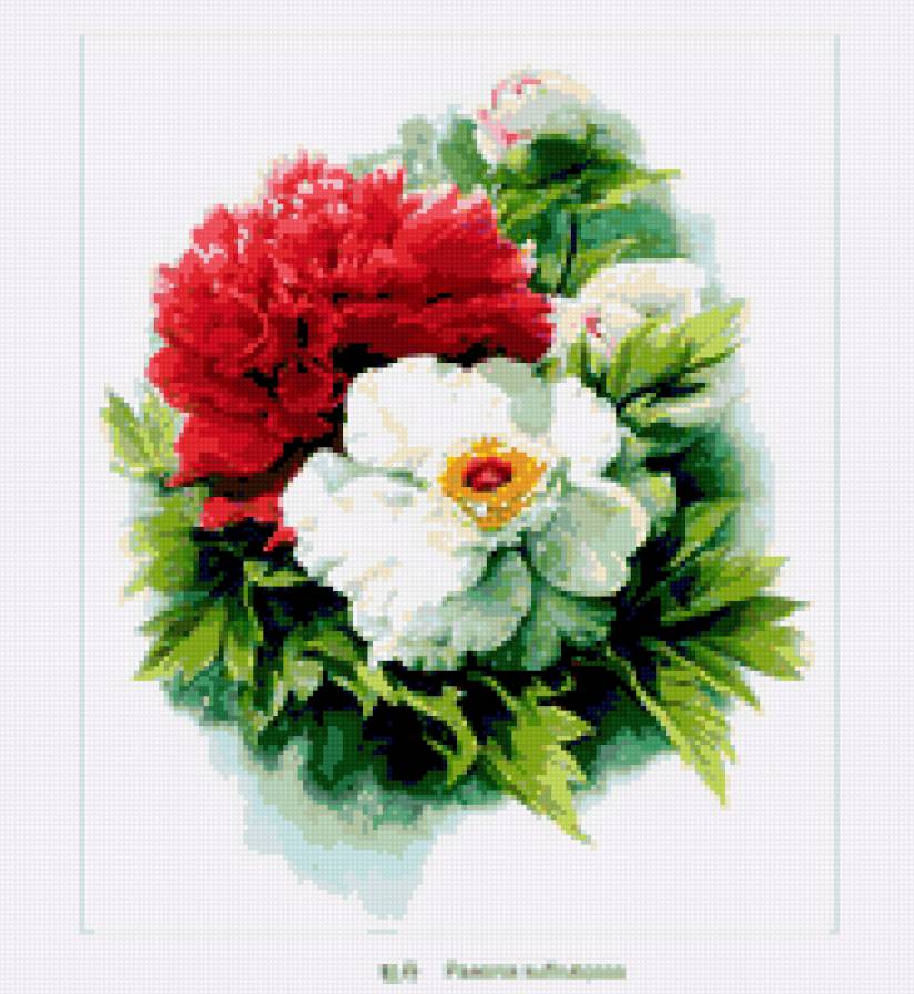 Пионы - лепестки, флора.белые цветы.пионы, цветы, природа - предпросмотр