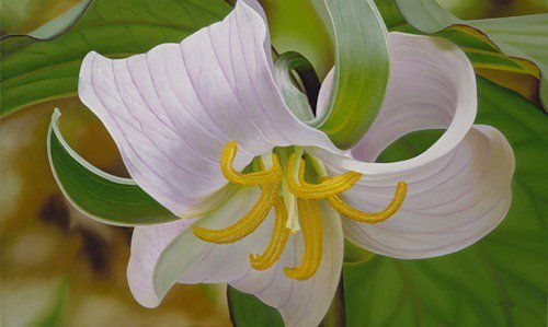 Нежная лилия - лепестки, флора.белые цветы, природа, цветы - оригинал