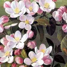 Схема вышивки «Яблони в цвету»