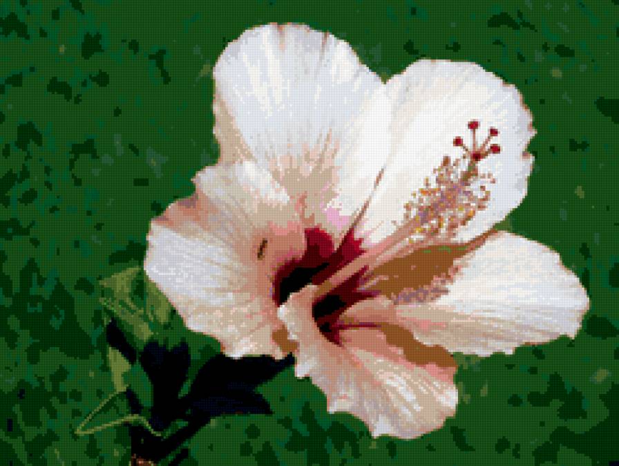 гибискус - гибискус, цветы - предпросмотр