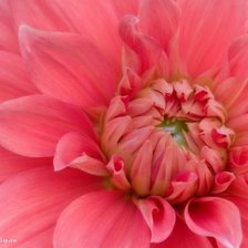 Схема вышивки «георгин»