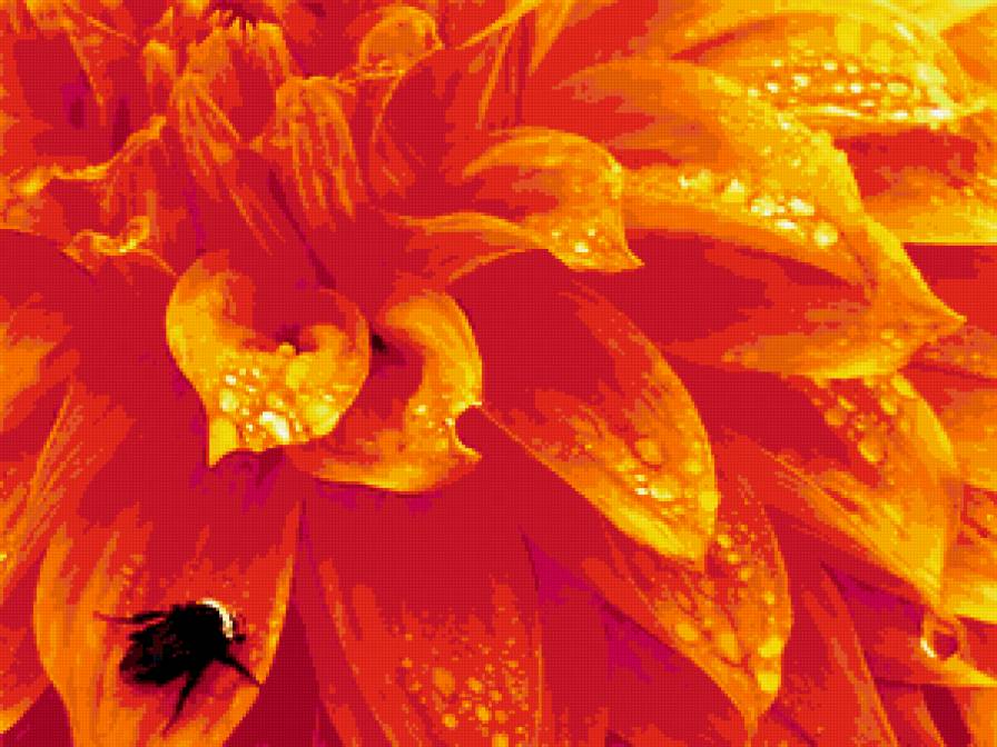 георгин - предпросмотр