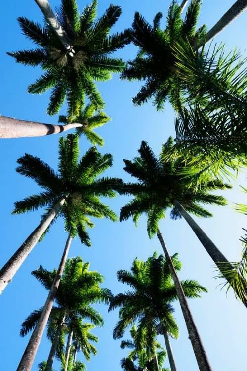 Багамы - небо, пальмы - оригинал