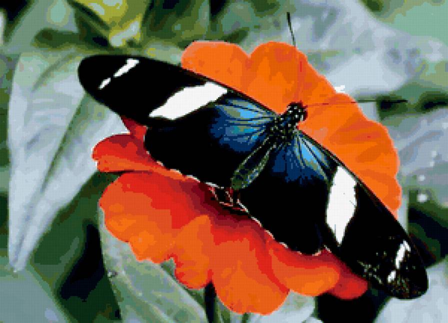 БАБОЧКА 2 - бабочки - предпросмотр