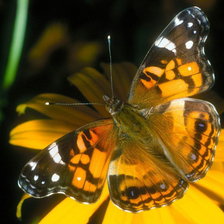 Схема вышивки «БАБОЧКА 3»