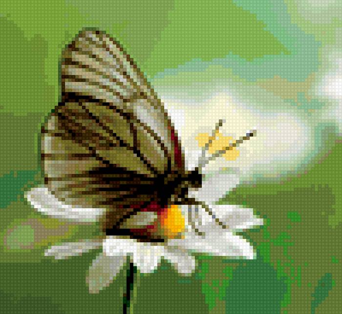бабочка - насекомые, цветок, насекомое - предпросмотр