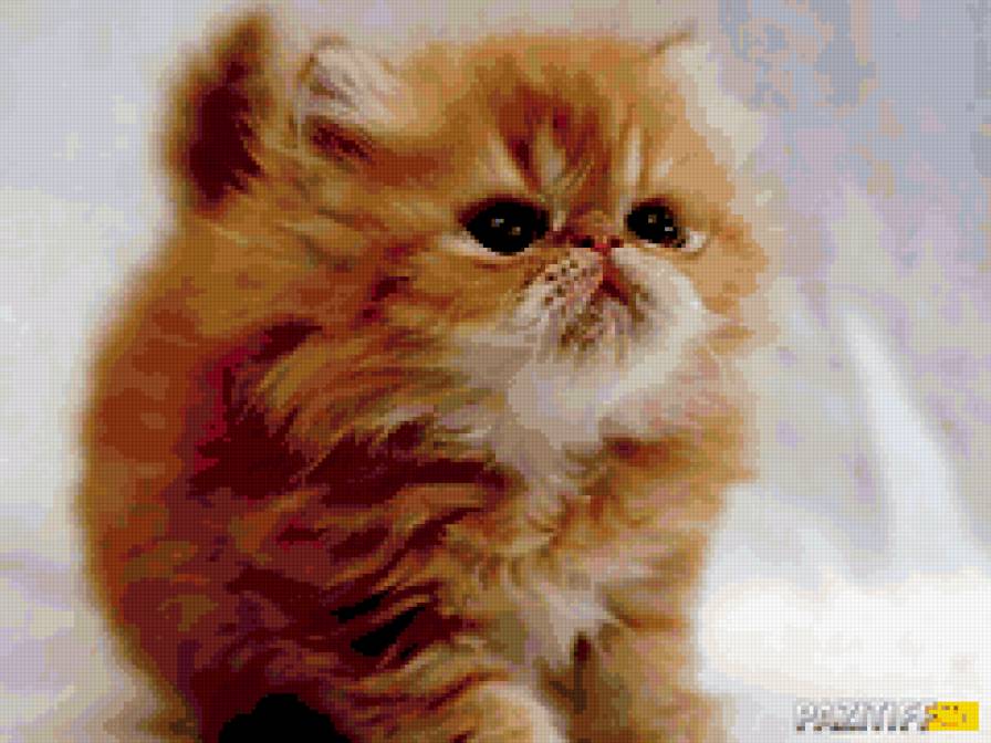 котик - предпросмотр