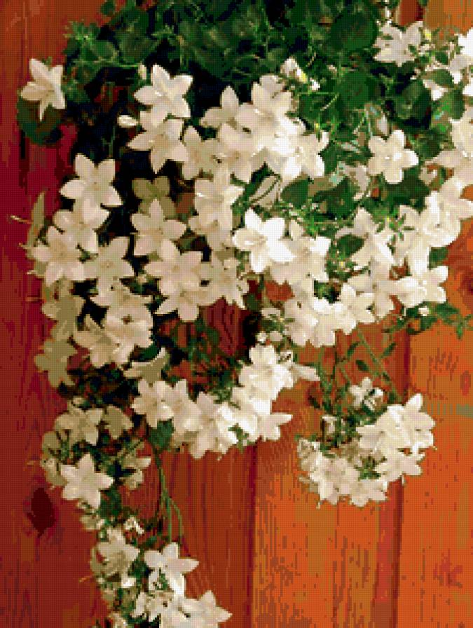 белые цветы - букет, цветы - предпросмотр