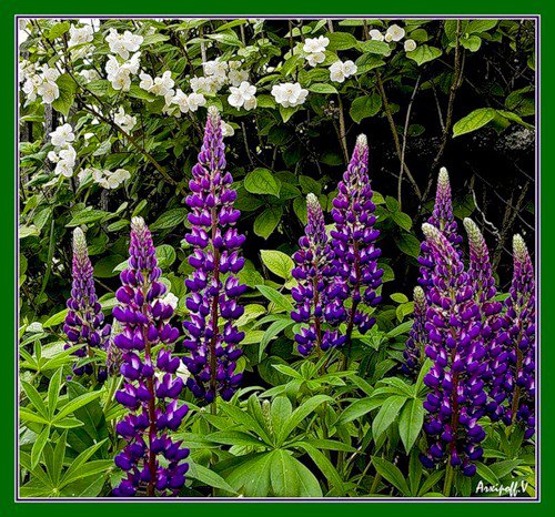 №323850 - сады, цветы, цветник - оригинал