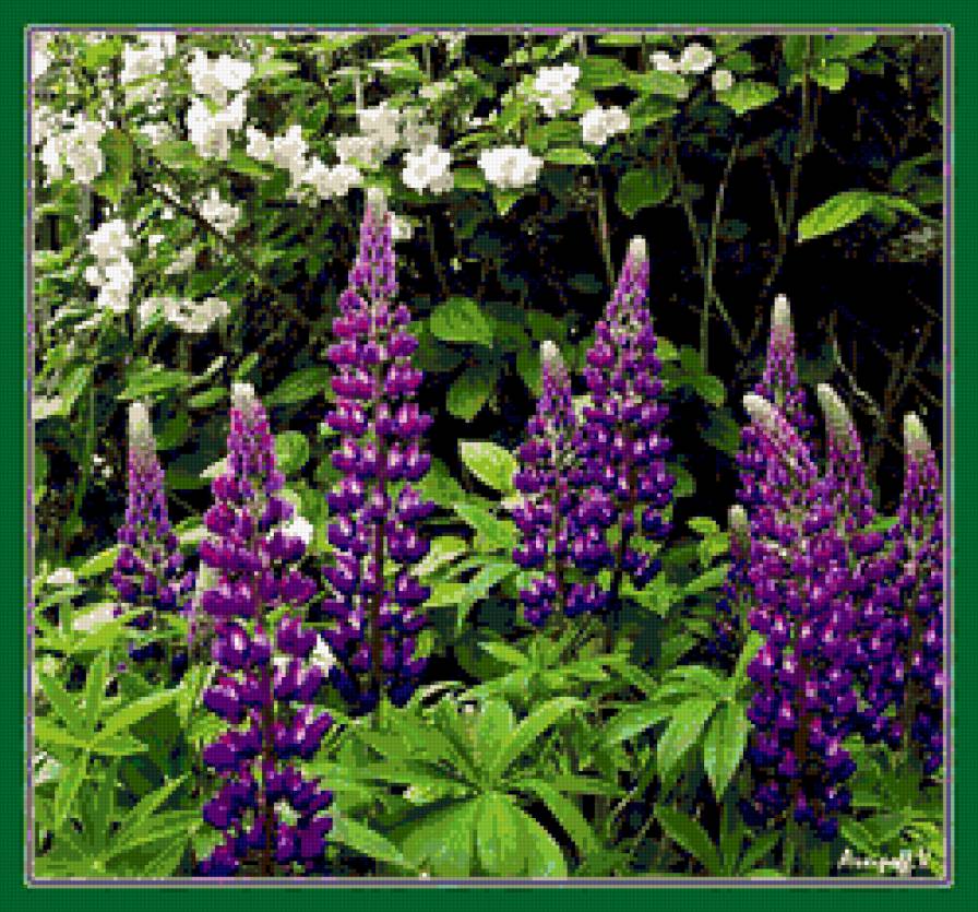 №323850 - цветы, сады, цветник - предпросмотр