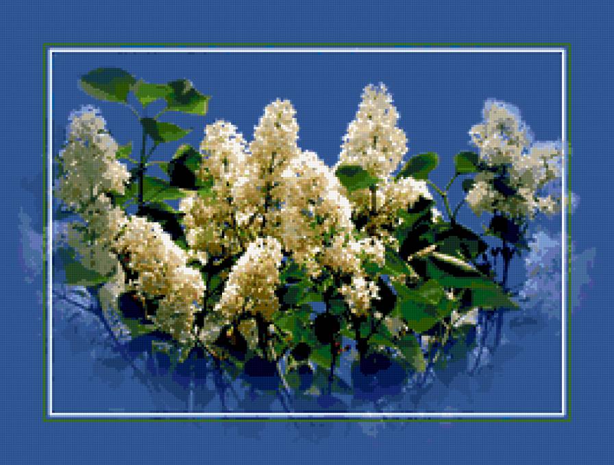 белая сирень - сирень, весна, цветы, сады, цветник - предпросмотр