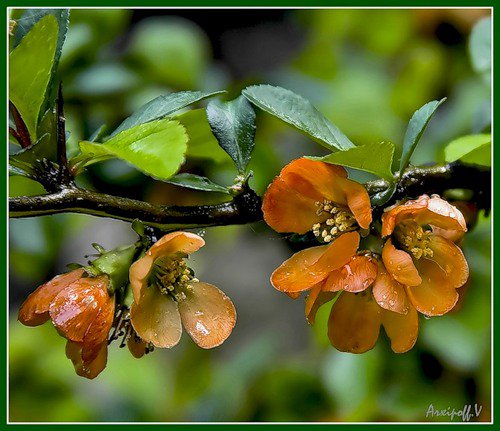 Японская айва - весна, айва, цветы - оригинал