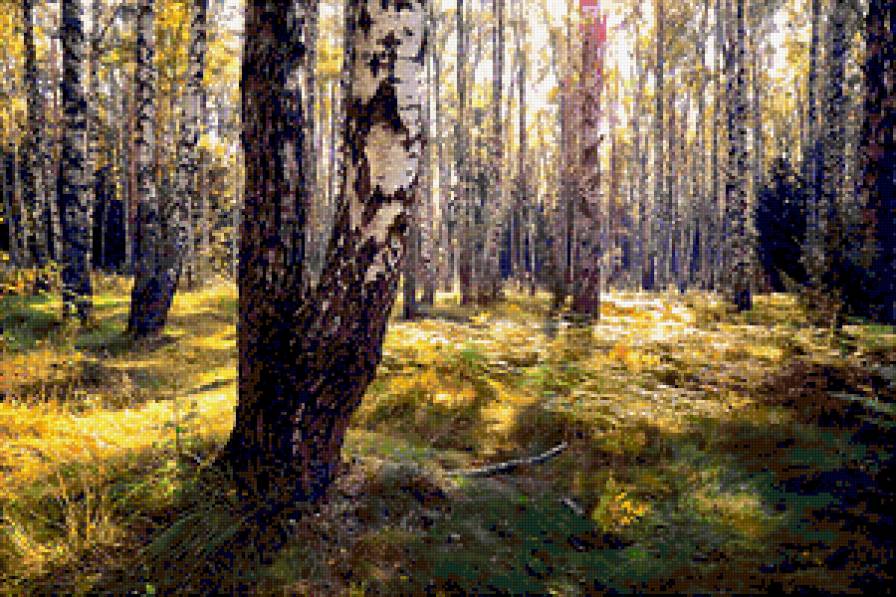 березовая роща - пейзаж, природа, лес, березы, солнце - предпросмотр