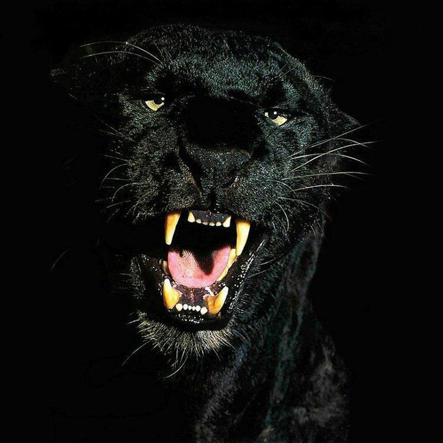 Кошка - кошка - оригинал