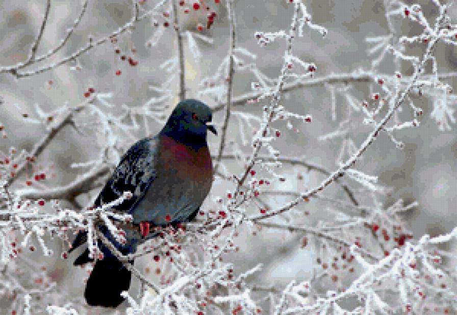 птицы - предпросмотр