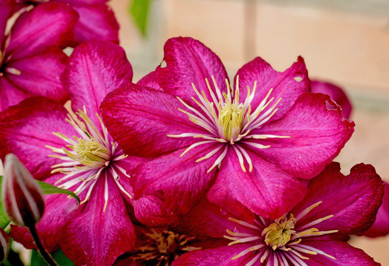 клематисы - цветы картина клематисы весна - оригинал