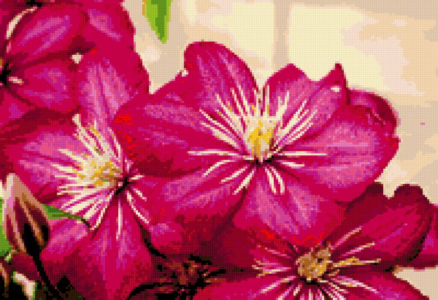 клематисы - цветы картина клематисы весна - предпросмотр