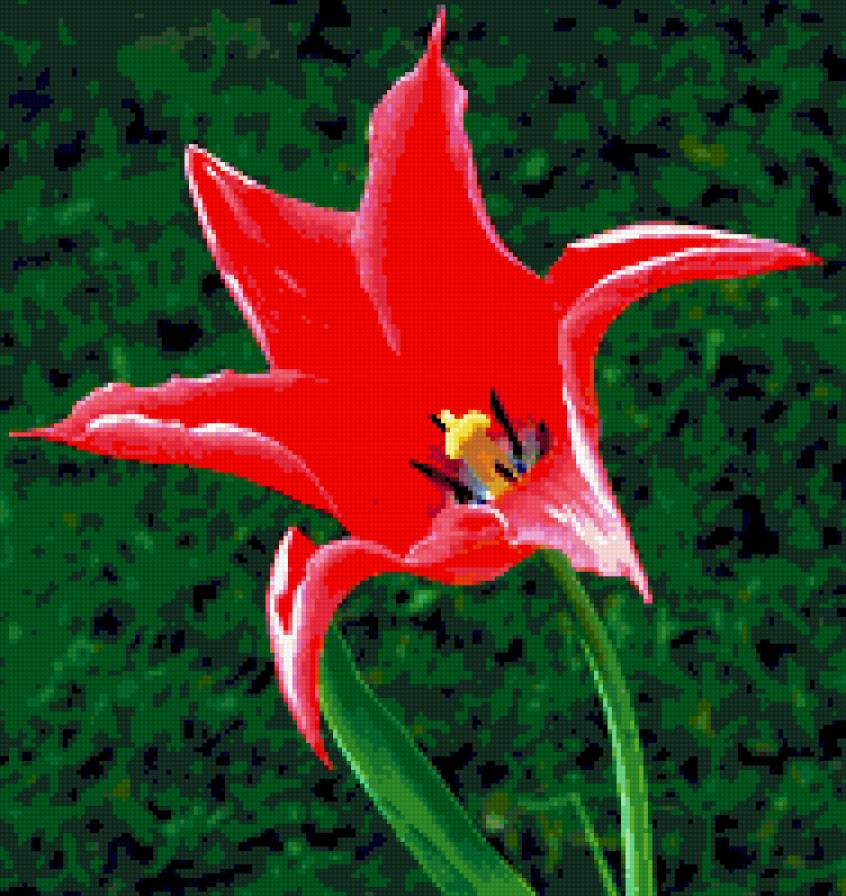 тюльпан - цветы, цвееток, тюльпаны - предпросмотр