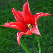 Схема вышивки «тюльпан»