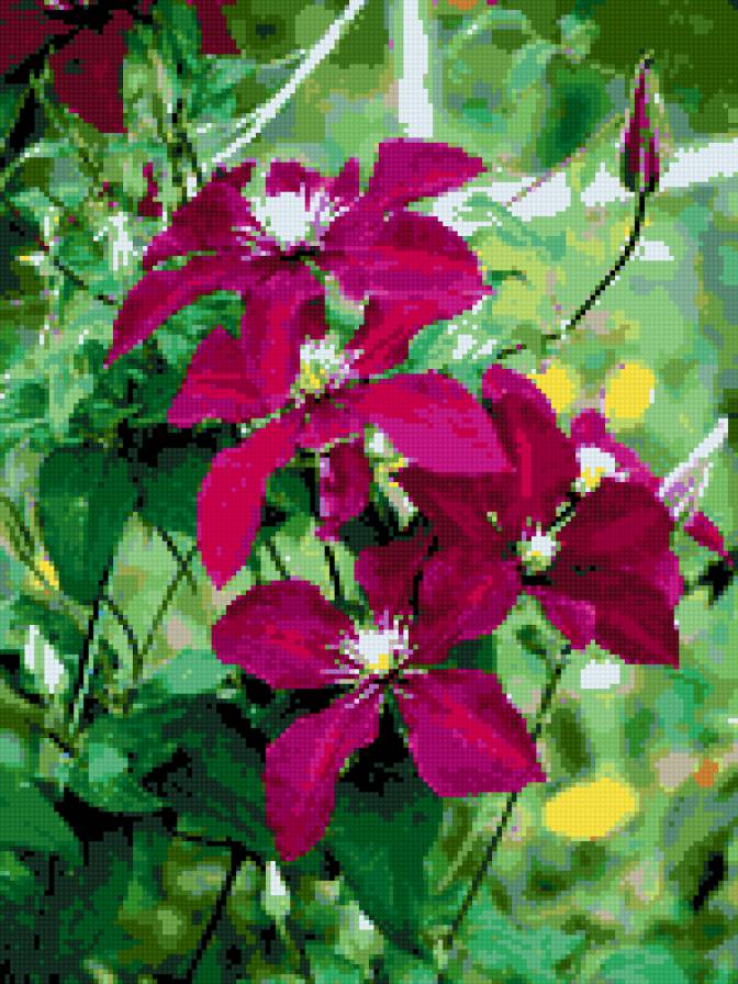 клематисы - картина цветы клематтисы - предпросмотр