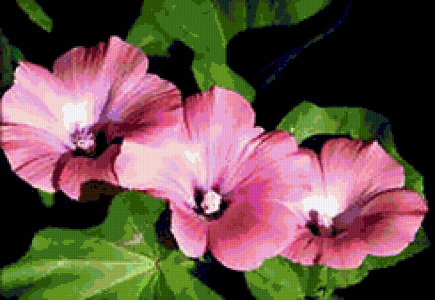 цветы - предпросмотр