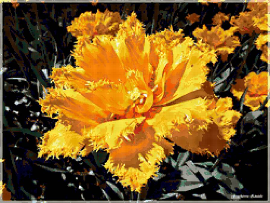 тюльпан - тюльпаны, цветы, цвееток - предпросмотр